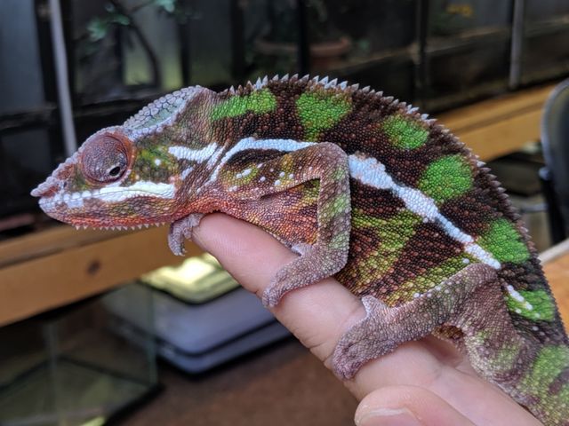 カメレオンさま専用ページ パンサーカメレオン/ノシベTB Panther Chameleon Nosy-be True