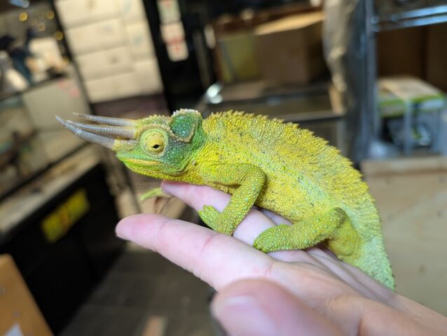 到着！！得意のケニア便！！ : CANDLEブログ