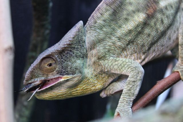 カメレオンの王様 Candleブログ