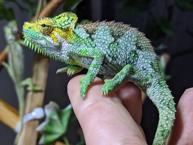 到着！！ウガンダ産カメレオンたち！！ : CANDLEブログ