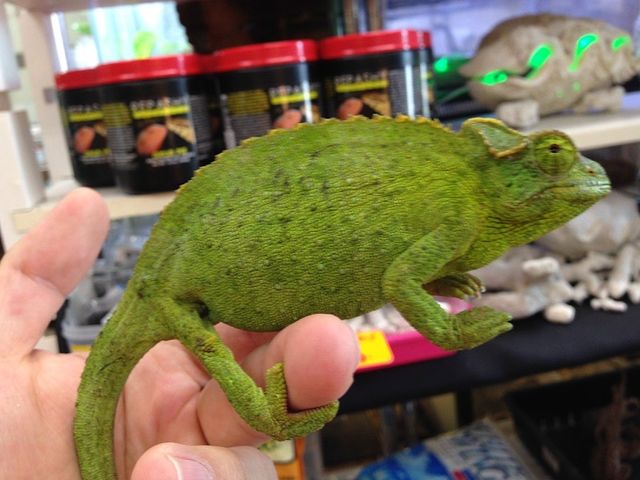 到着！！一番人気の角系カメレオン！！ : CANDLEブログ