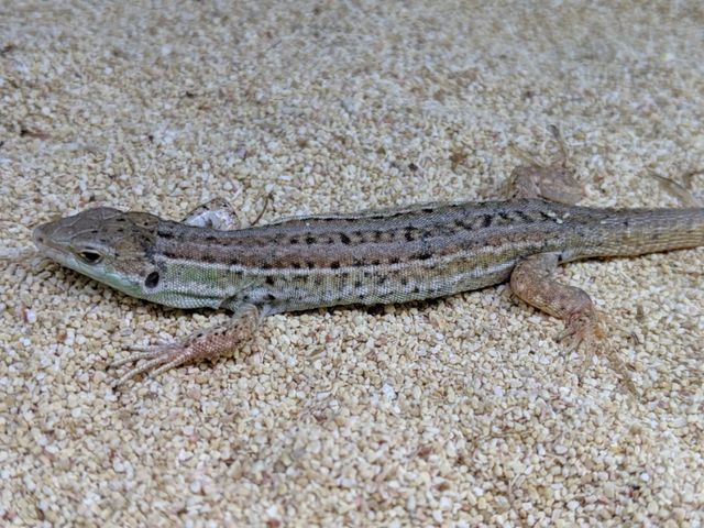 またまたカナヘビ入荷です！！！ : CANDLEブログ