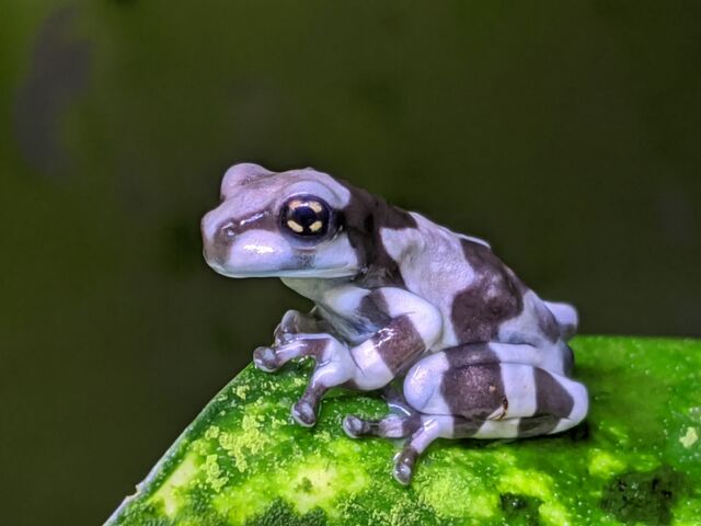 ツリーフロッグ人気種国内cb到着 Candleブログ
