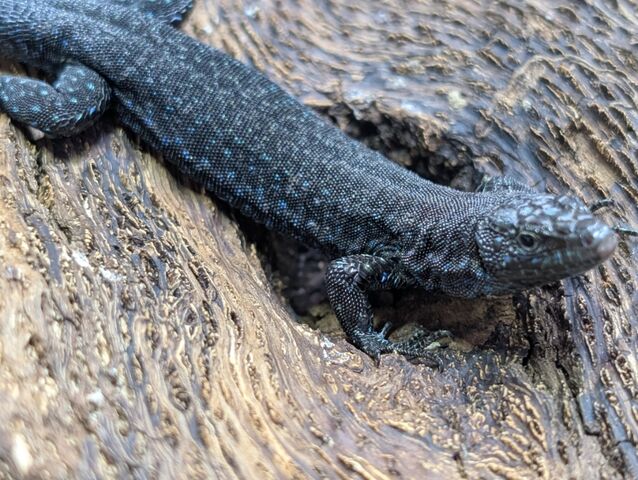 kanahebi様 カナヘビ属 – WEB両爬図鑑