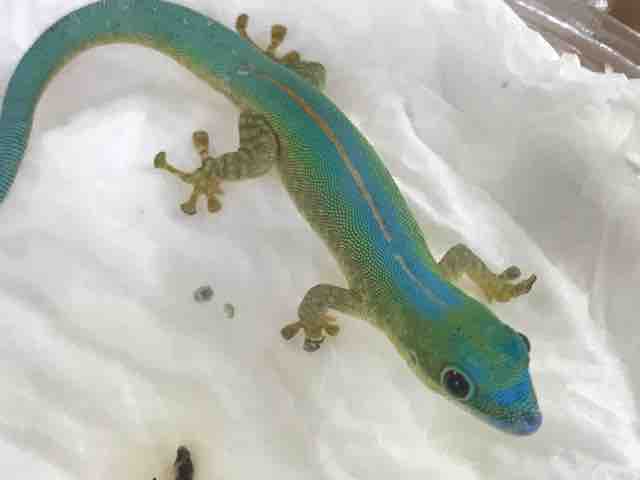 ヒルヤモリ カナヘビなどなど新着さん Candleブログ