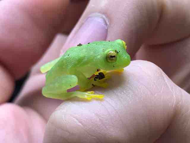 カエル人気種入荷！！！ : CANDLEブログ