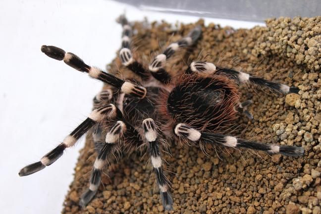 タランチュラご紹介 : CANDLEブログ