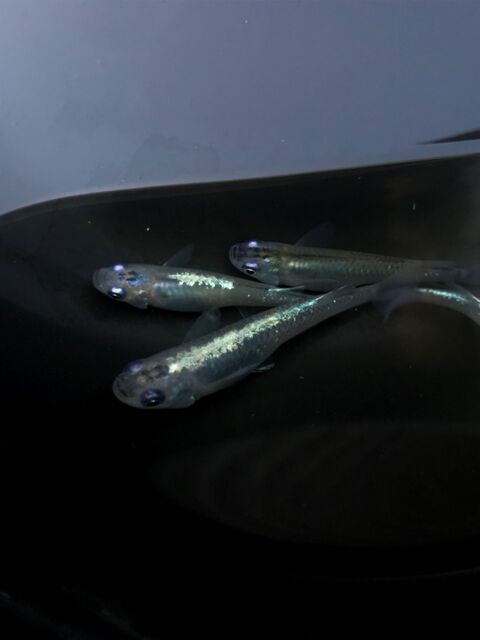 厳選メダカのプチ即売会情報 うぐいすメダカ Candleブログ