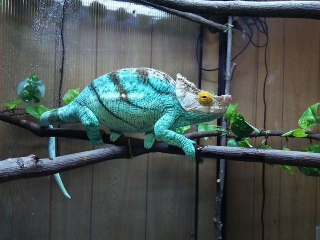 パーソンカメレオン“オレンジアイ” : CANDLEブログ