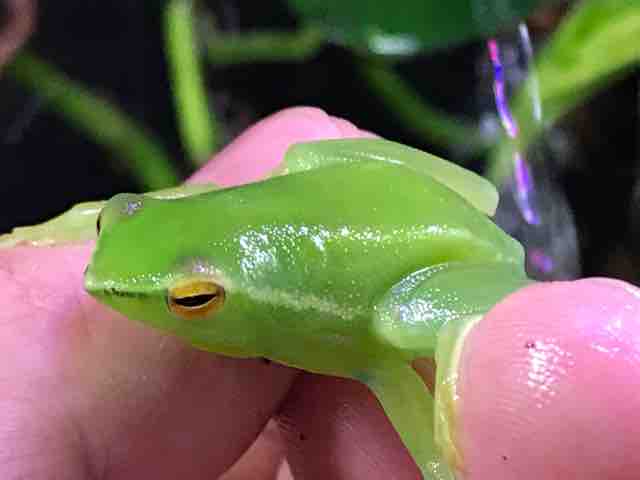 あまがえる 各ジャンルいろいろ入荷しています！ : CANDLEブログ