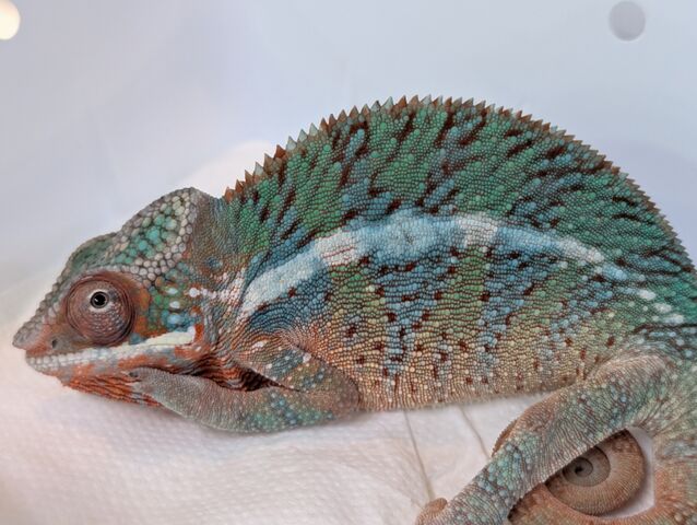 PXL_20251217_052806451
