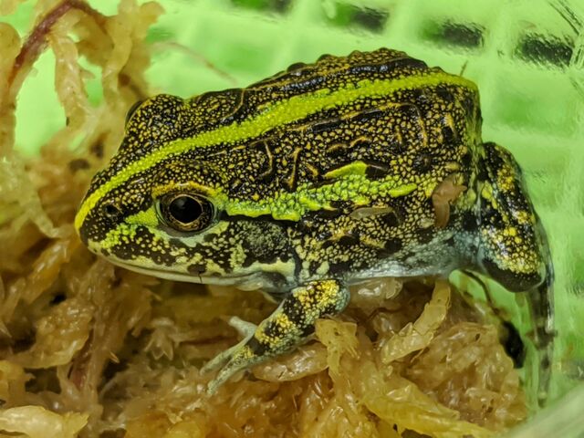 アフリカウシガエル到着です Candleブログ