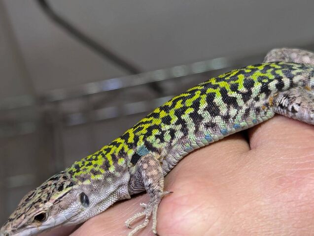保存版】日本で楽しむカベカナヘビ～前編～ : CANDLEブログ