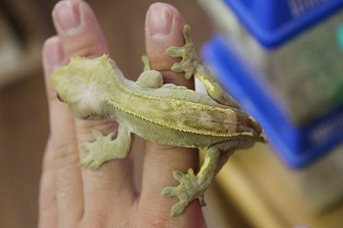 大特価クレスご紹介とカメレオン飼育セット : CANDLEブログ