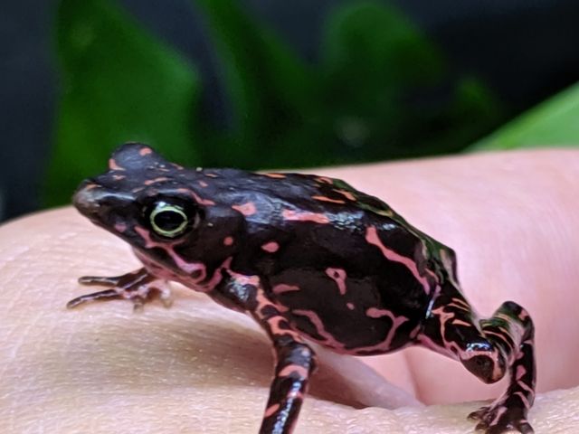 頑固オヤジ便パンサーたち、カエルなどなどどっさり！！ : CANDLEブログ