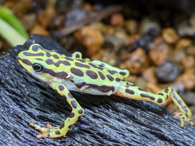リオペスカドフキヤガマの腹面の様子
