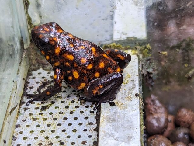 yeitao 大眼 ツノガエル グロボーサ