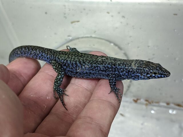 カナベビ Mr. Takahashi the Lizard breaks his weight record - YouTube