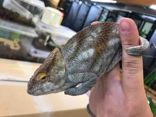 パーソンカメレオン