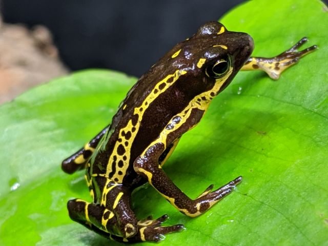 カエル様 ブラック ブラウン レザー 27.5 トノサマガエル│熊本県益城町 水辺の生き物マルチメディア図鑑
