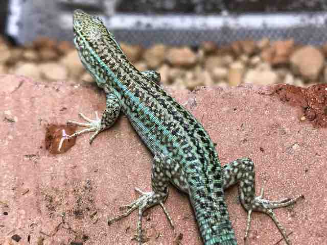 カナベビ たまにはカナヘビたちのご紹介 | カメレオン 宝塚市 爬虫類 ハ虫