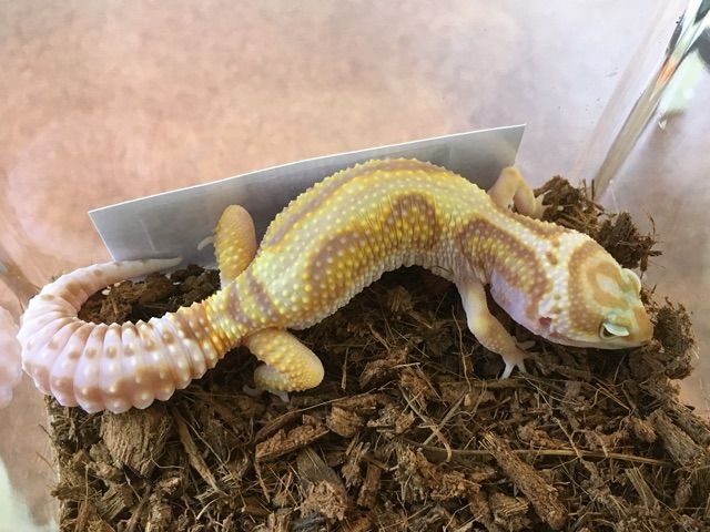 新着のレオパご紹介！！！ : CANDLEブログ