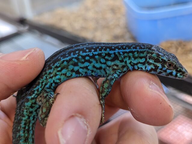 カナベビ 保存版】日本で楽しむカベカナヘビ～中編・種別解説続き～ : CANDLEブログ