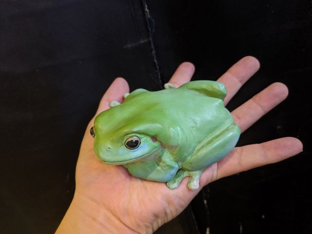 超ビッグイエアメガエル とんぶり市にて Candleブログ 超ビッグイエアメガエル とんぶり市にて Candleブログ