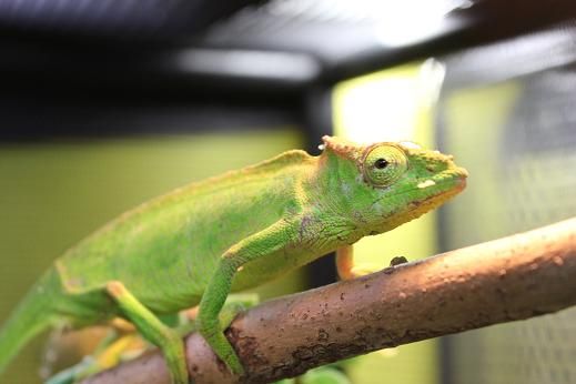種別カメレオン考察 ～ヤマカメレオン～ : CANDLEブログ