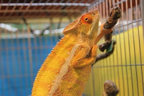  Vividie Chameleon オレンジ　カメレオン　生物 How to keep a bright red chameleon - YouTube