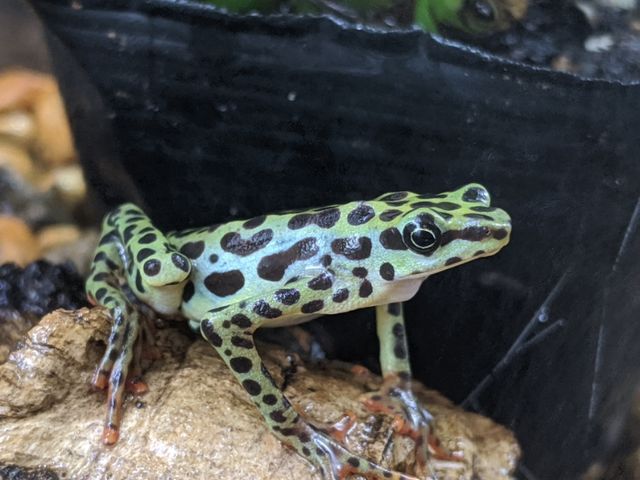幻のカエル含めカエルもりもり！！！！ : CANDLEブログ