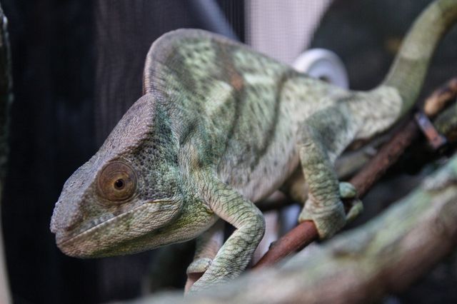 カメレオンの王様 Candleブログ