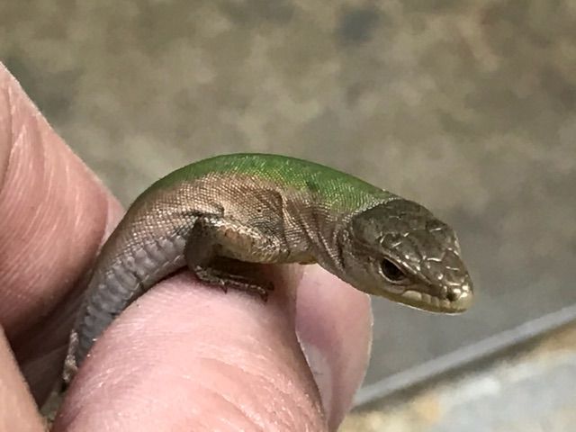 カナベビ たまにはカナヘビたちのご紹介 | カメレオン 宝塚市 爬虫類 ハ虫