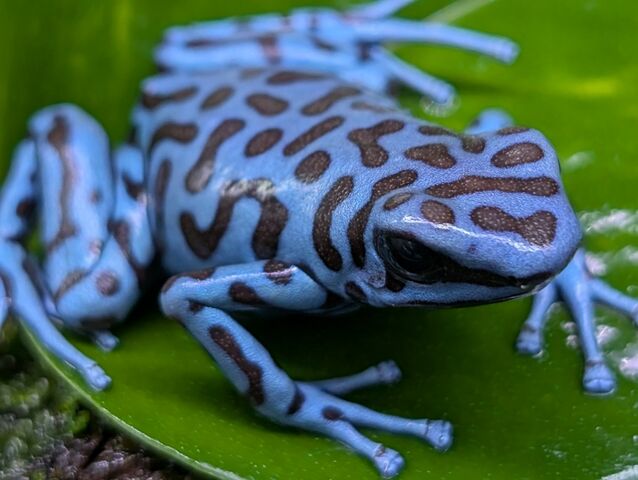 カエルページ 超久々にカエルのカートを更新しました。 : CANDLEブログ