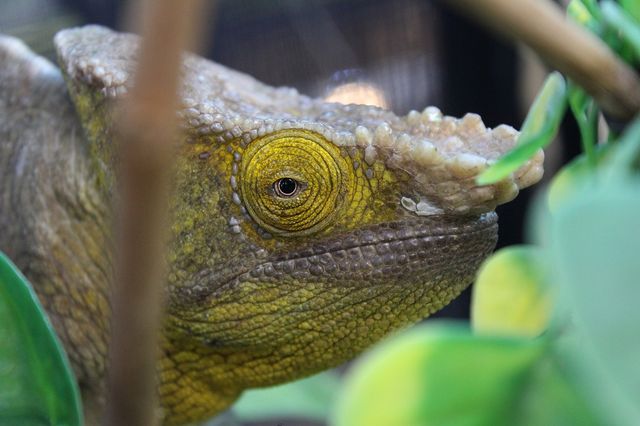 カメレオンの王様 Candleブログ