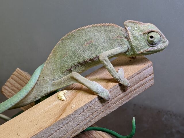 カメレオン /CHAMELEON /SWEET LOVE FLAKE」新堂敦士 カメレオン /CHAMELEON /SWEET LOVE FLAKE」新堂敦士 ラズ様専用