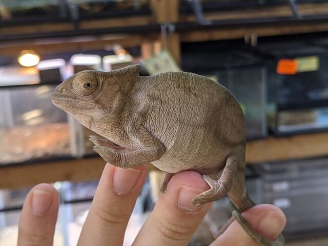 アルマジロトカゲ ビッグエボシなど新着さん Candleブログ アルマジロトカゲ ビッグエボシなど新着さん Candleブログ