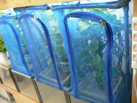 飼育ケージ　ケージ　42×42×66 爬虫類　カメレオン　メッシュ　レイアウト 中古美品 42×42×66 2セット カメレオン飼育ゲージ 爬虫類 飼育