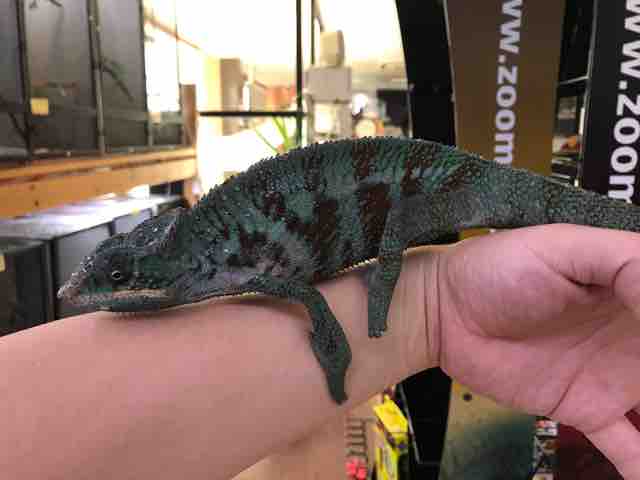 カメレオン在庫リスト : CANDLEブログ