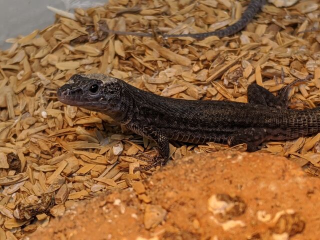 カナベビ Mr. Takahashi the Lizard breaks his weight record - YouTube