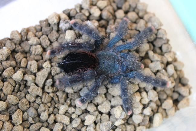 タランチュラご紹介 : CANDLEブログ