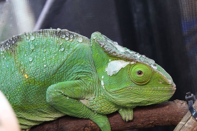 カメレオンの王様 Candleブログ