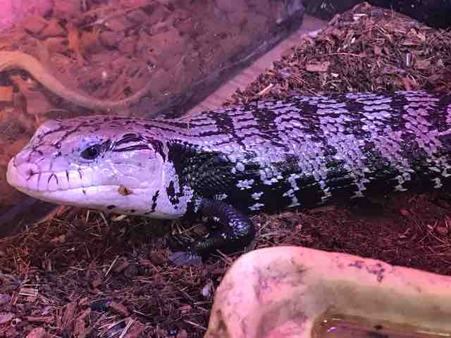 トカゲ在庫リスト Candleブログ