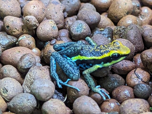 ヤドクガエルどっさり到着！！ : CANDLEブログ