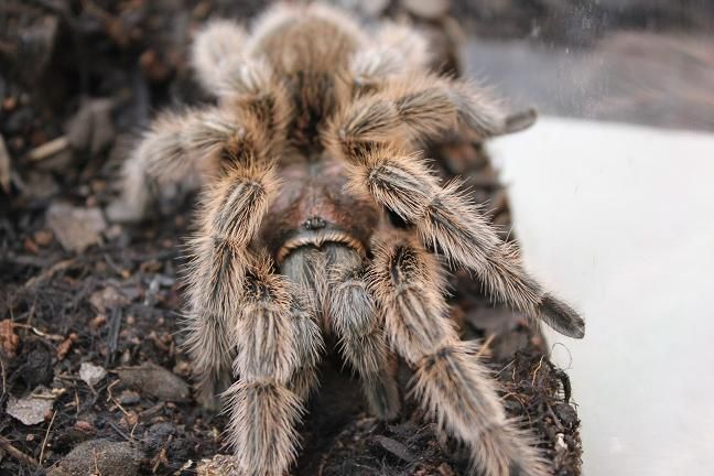 タランチュラご紹介 : CANDLEブログ