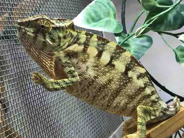 カメレオン在庫リスト : CANDLEブログ