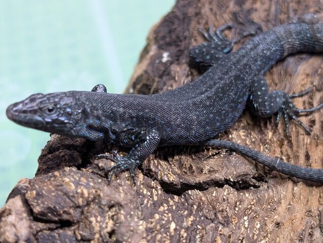 kanahebi様 ニホンカナヘビ - Wikipedia