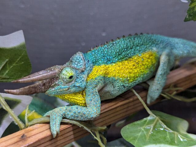 金木工房 花梨 カメレオン ケニア産カメレオン到着！！ : CANDLEブログ