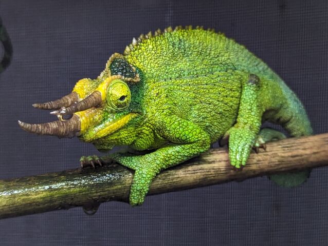 ケニア便カメレオンどっさり到着！！ : CANDLEブログ