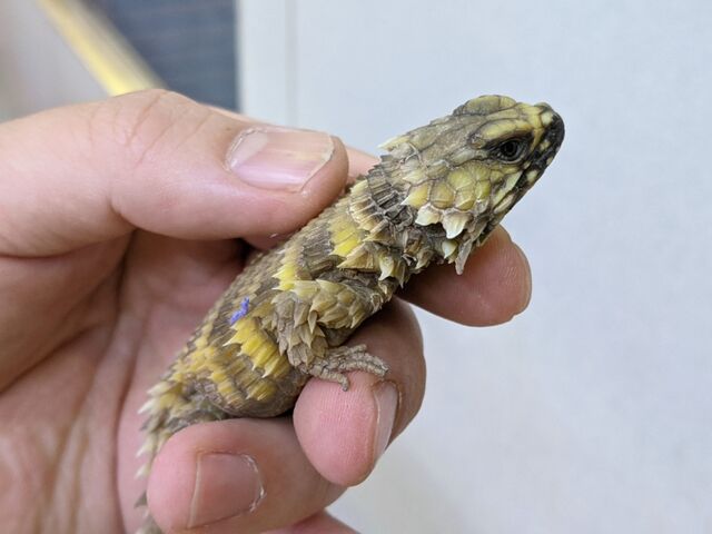 アルマジロトカゲ ビッグエボシなど新着さん Candleブログ